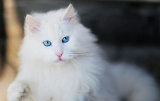 中华田园猫品种大全 可爱的橘猫竟然是中国的!中华田园猫品种 竟然这些猫咪都是中国的!中华田园猫品种