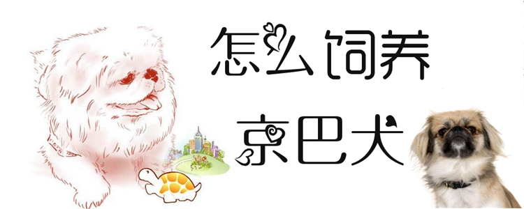 怎么饲养京巴犬