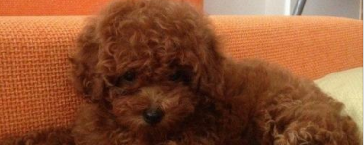 贵宾犬臭是什么原因 几个发臭源?