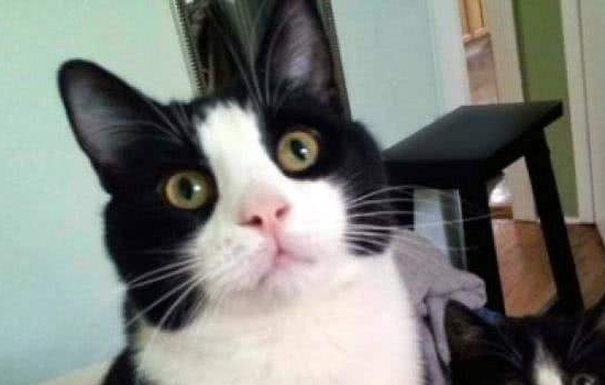 中华田园猫品种大全 可爱的橘猫竟然是中国的!中华田园猫品种 竟然这些猫咪都是中国的!中华田园猫品种