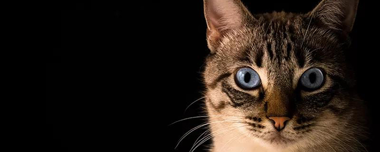 为什么很少人养孟加拉豹猫 你看到的豹猫可能是真的豹猫!
