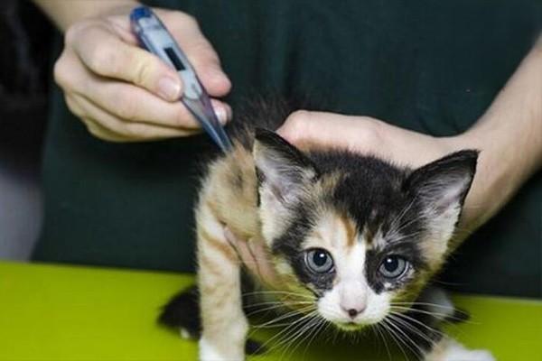 猫发烧