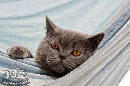 卡尔特猫不能吃什么 卡尔特猫饮食禁忌介绍