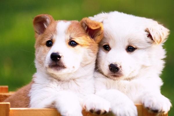 如何迎接幼犬来到新家