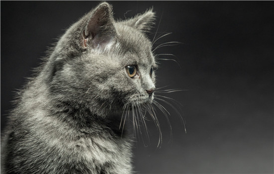 英短什么时候发腮 猫咪发腮要吃什么?