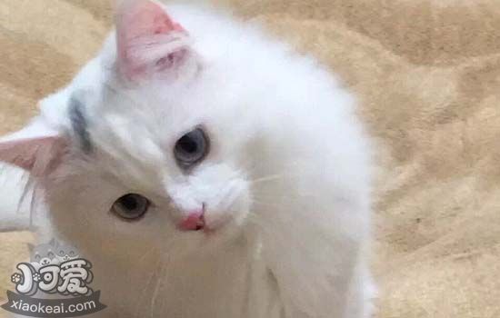 波斯猫掉毛怎么办 波斯猫掉毛原因及应对措施