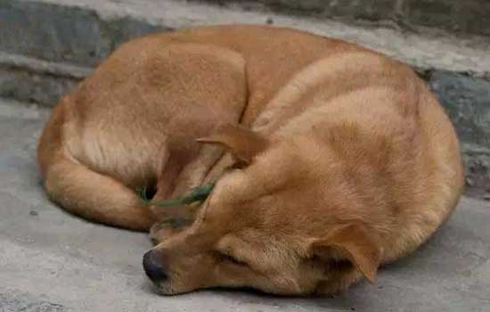 大麦町犬聪明吗?