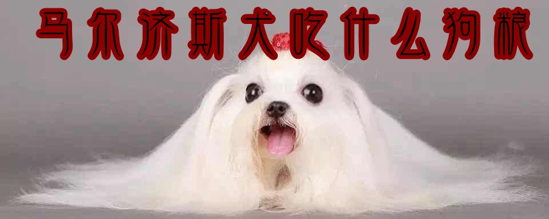 马尔济斯犬
