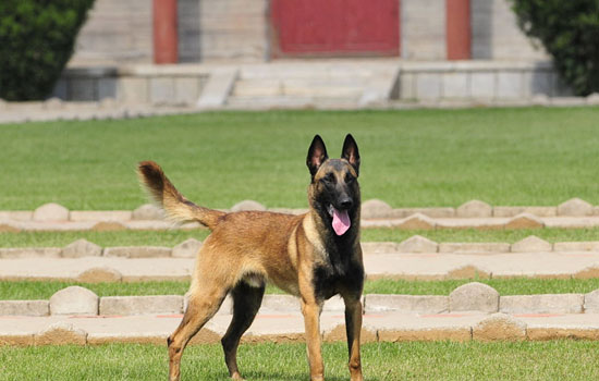 厦门禁养马犬嘛 能不能在厦门养马犬