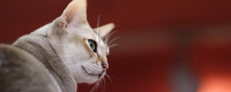 流浪猫咬人伤要不要打狂犬疫苗 及时打针很重要!