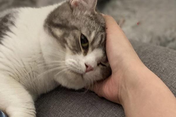 猫中毒症状