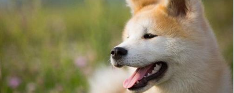 柴犬秋田犬区别 这样可以正确区别了吗?