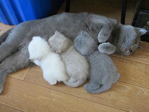 怎么辨别新生猫咪公母 猫咪雌雄辨别方法