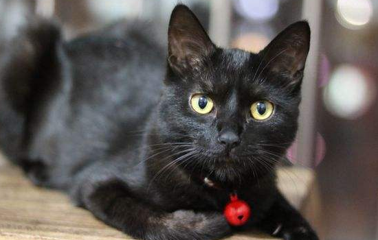 中华田园猫品种大全 可爱的橘猫竟然是中国的!中华田园猫品种 竟然这些猫咪都是中国的!中华田园猫品种