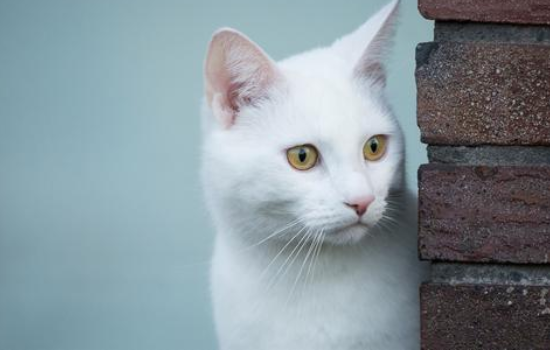 中华田园猫品种大全 可爱的橘猫竟然是中国的!中华田园猫品种 竟然这些猫咪都是中国的!中华田园猫品种