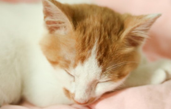 中华田园猫品种大全 可爱的橘猫竟然是中国的!中华田园猫品种 竟然这些猫咪都是中国的!中华田园猫品种
