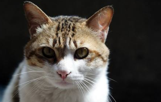 中华田园猫品种大全 可爱的橘猫竟然是中国的!中华田园猫品种 竟然这些猫咪都是中国的!中华田园猫品种
