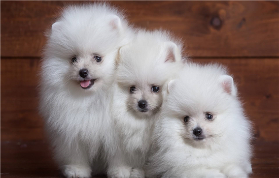 博美犬咳嗽像是被卡嗓子似的 犬窝咳要注意!
