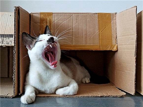 猫咪为什么喜欢箱子 猫咪喜欢箱子原因大揭秘