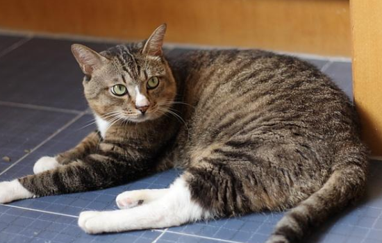 中华田园猫品种大全 可爱的橘猫竟然是中国的!中华田园猫品种 竟然这些猫咪都是中国的!中华田园猫品种