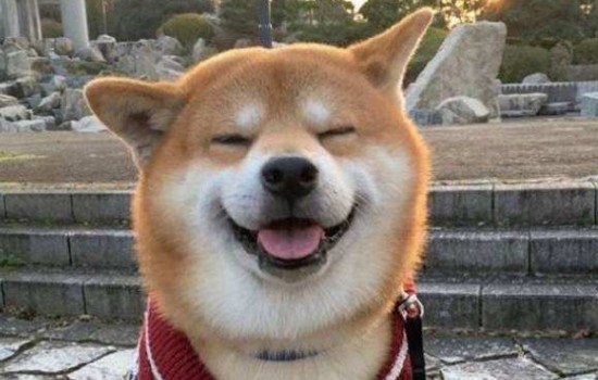 秋田认几个主人 秋田犬一生认几个主人