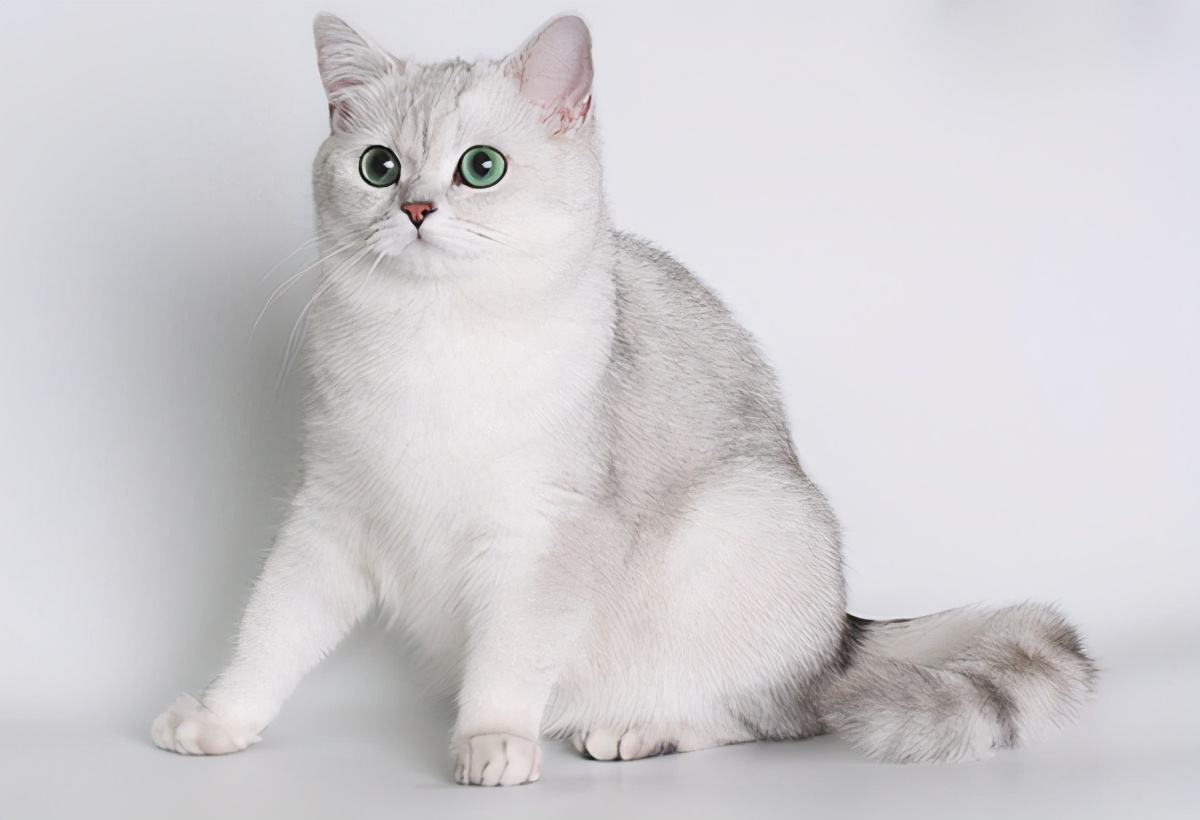 胖胖的猫是什么品种 十只橘猫九只胖
