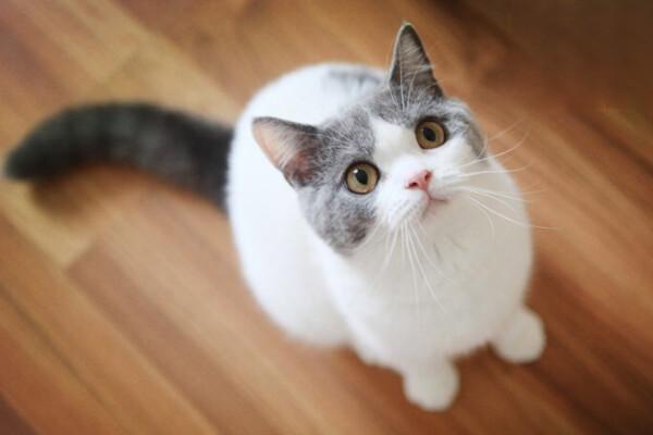 不同年龄段的猫咪狗狗都有哪些体检项目