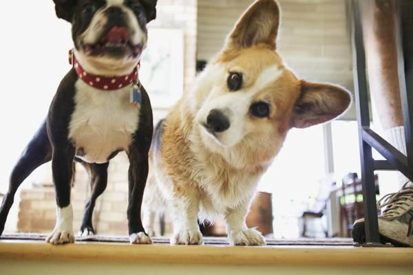 美卡犬的体重标准