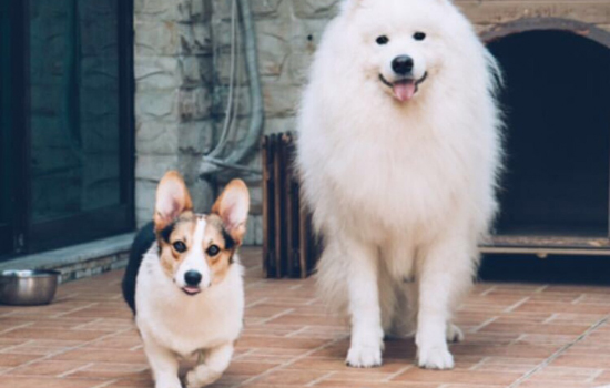 安阳禁养犬类 安阳禁养什么狗