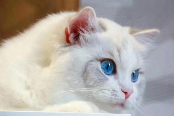 猫拉稀