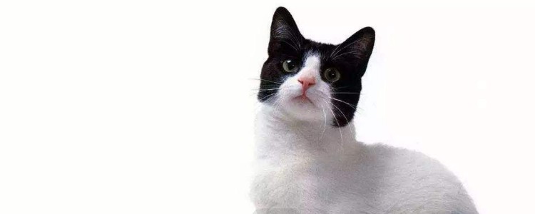 猫吃狗粮会不会有事 狗粮中的营养并不能及时补充给猫咪!