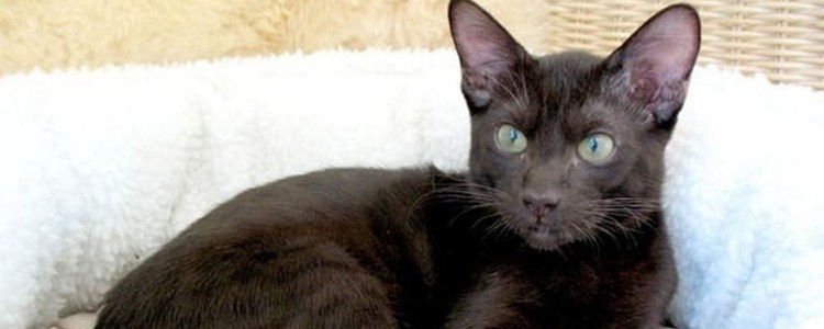 流浪猫咬伤会得狂犬病吗 及时治疗非常关键!