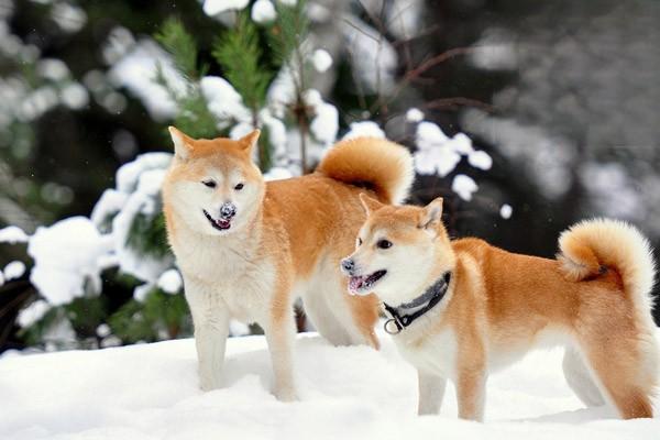 狗狗为什么爱偷吃猫粮