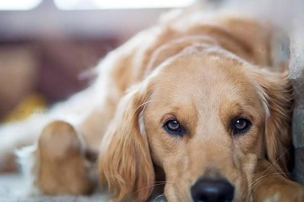 犬类老年痴呆症状