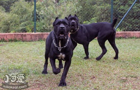 巴西非勒犬怎么养 巴西非勒犬饲养心得分享1