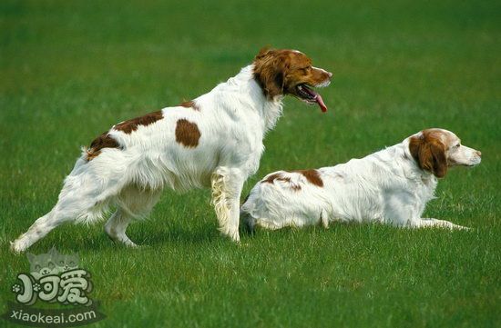 布列塔尼犬怎么洗澡 布列塔尼犬洗澡流程步骤1