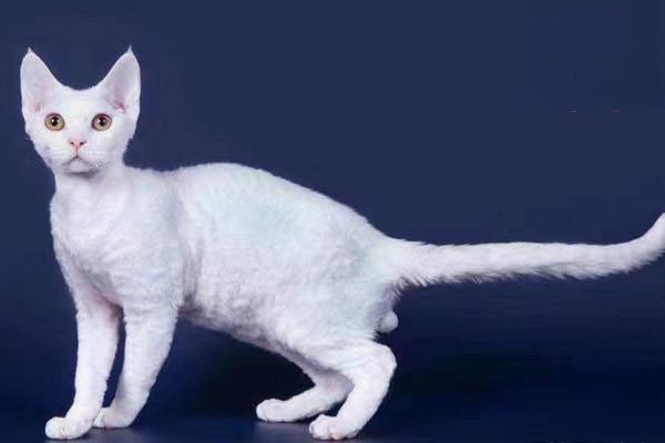 什么是猫抓病，被猫抓了怎么办