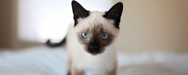猫能吃狗粮吗 猫吃狗粮会导致失明?