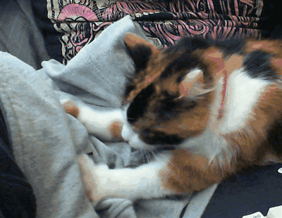 为什么猫咪会踩奶 猫咪踩奶背后的原因追寻