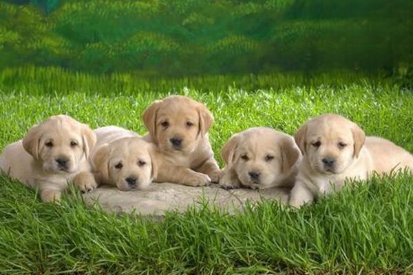 狗狗角膜炎的症状 犬角膜炎的治疗方法