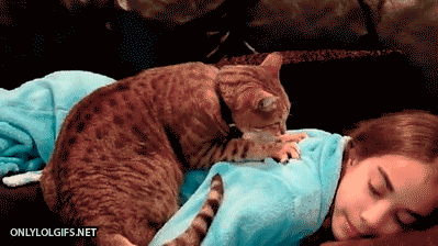 为什么猫咪会踩奶 猫咪踩奶背后的原因追寻