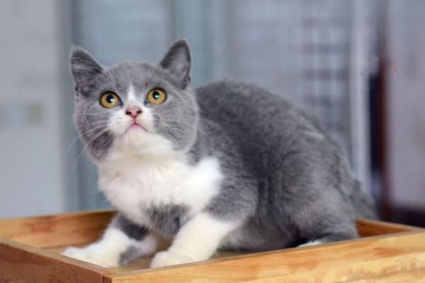 怎样让你的猫变得更加快乐
