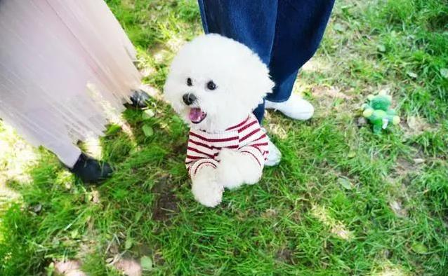 比熊犬黏你如影，6个信号暴露爱意，你家狗中了几招？