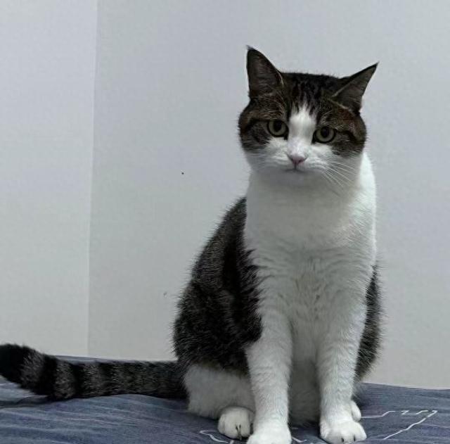 猫咪总突然跑酷，是什么原因呢？