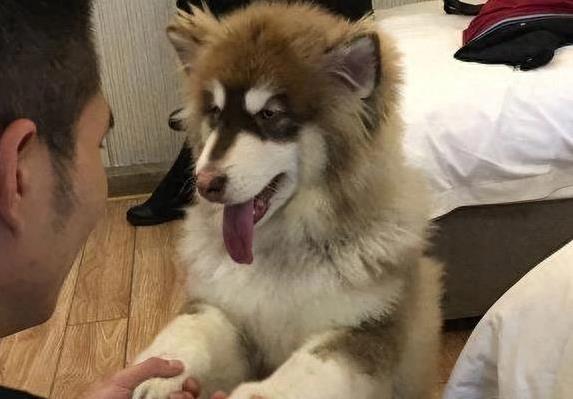 阿拉斯加犬体力爆棚拉雪橇，性格超暖黏主人，养它真香？