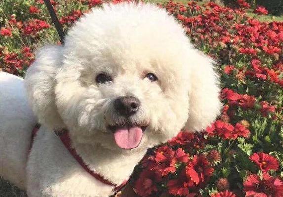 比熊犬超会哄人开心，聪明又不掉毛，你家适合养吗？