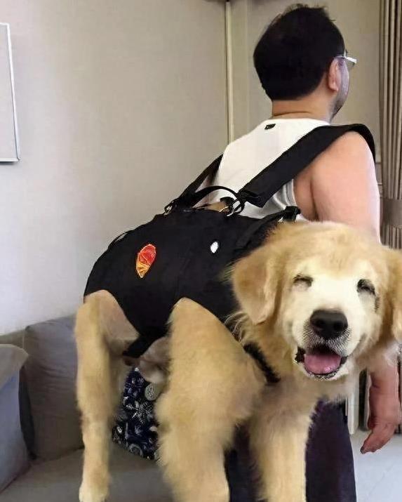 狗狗每天乐得像中奖，眼神温柔黏主人，它幸福吗？