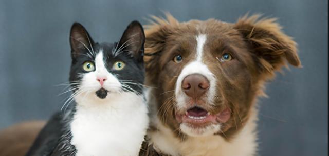 猫狗智商大比拼，揭秘谁才是真正的“智慧之星”