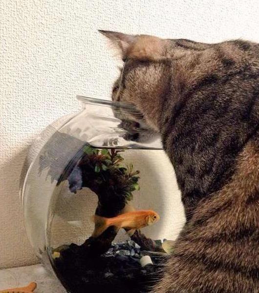 猫咪贴脸盯鱼缸不动，主人以为睡着了，却发现它想“干掉”斗鱼