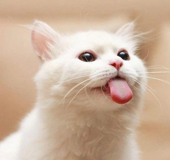 猫咪被你养得好，5个表现藏不住，你家猫中了几条？